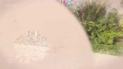 Stream taanni_bc Live - 76 min | Jan 16, 2026 10:19